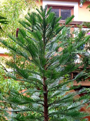 Wollemia nobilis - wolemie vznešená - po zimě opět na svém venkovním stanovišti. 03